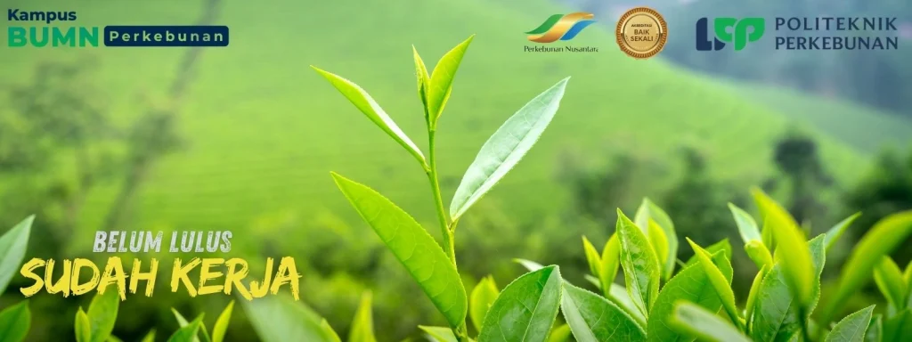 Kuliah di jurusan perkebunan? Politeknik LPP Yogyakarta hadir dengan program vokasi siap kerja dan prospek gaji besar di industri sawit!