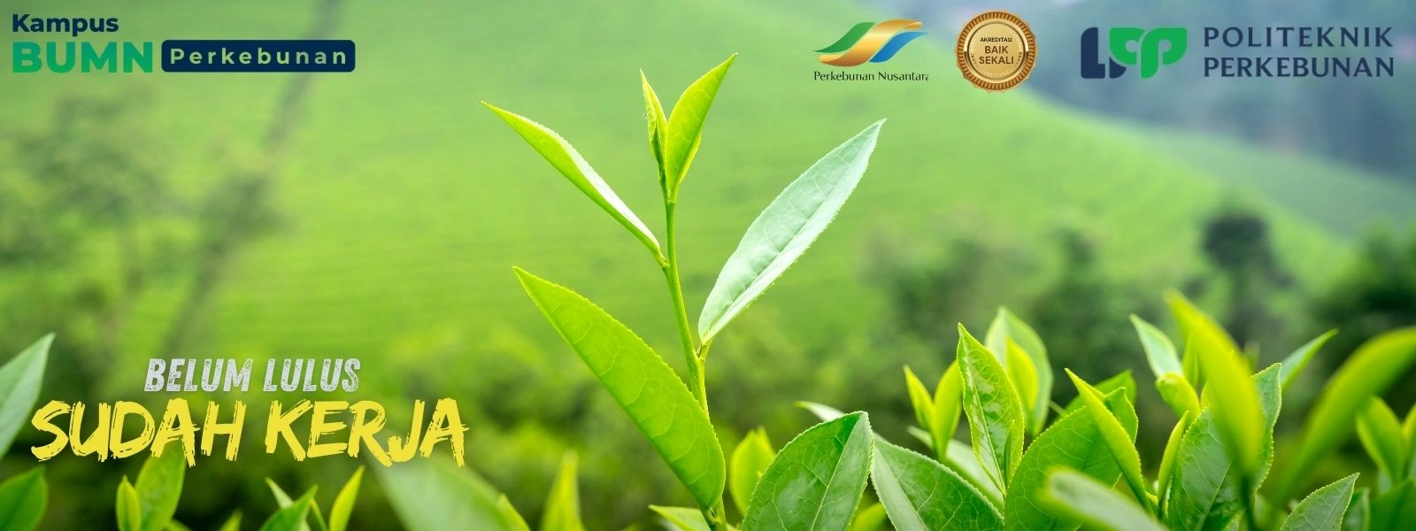 Kuliah di jurusan perkebunan? Politeknik LPP Yogyakarta hadir dengan program vokasi siap kerja dan prospek gaji besar di industri sawit!