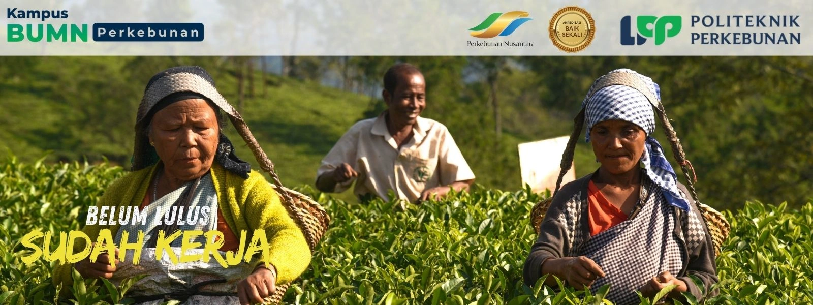 Politeknik LPP Yogyakarta, salah satu Kampus BUMN Terbaik di Indonesia, menawarkan pendidikan vokasi unggulan di sektor perkebunan.