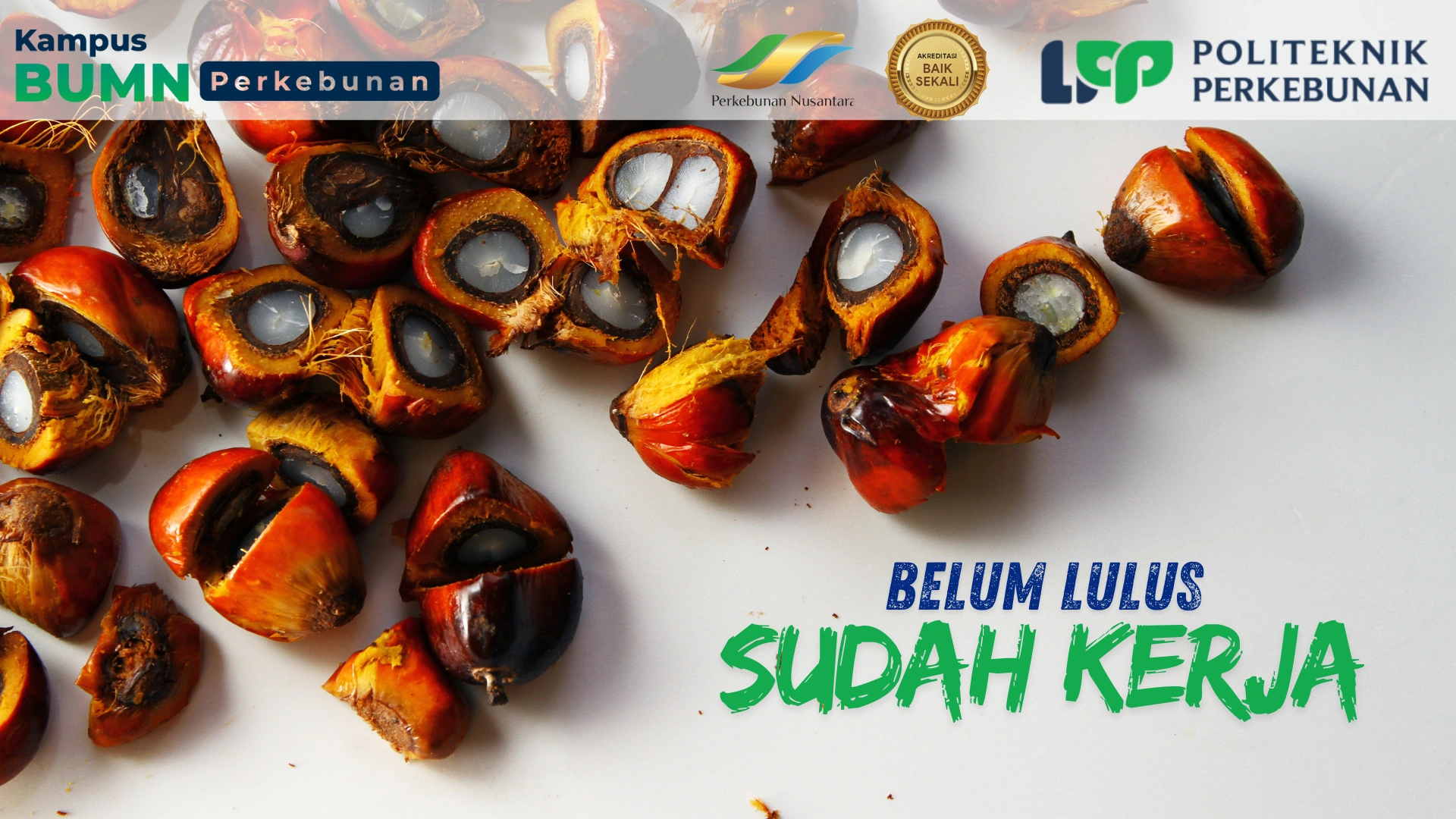 Jurusan D3 Budidaya Tanaman Perkebunan siapkan ahli praktik lapangan. Kuasai manajemen bibit, pemeliharaan, dan panen untuk karie