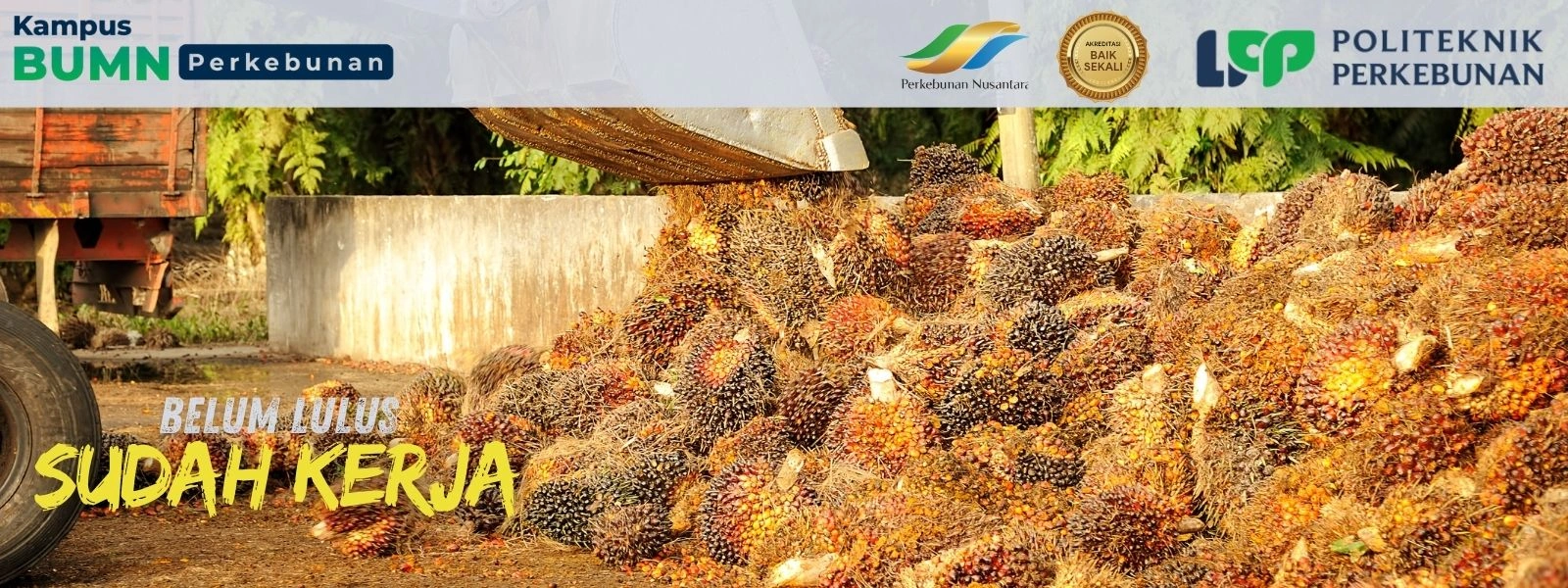 Mencari Kampus Berbasis Industri Sawit yang menjamin masa depan? Temukan keunggulan Politeknik LPP Yogyakarta dengan lulusan siap kerja.
