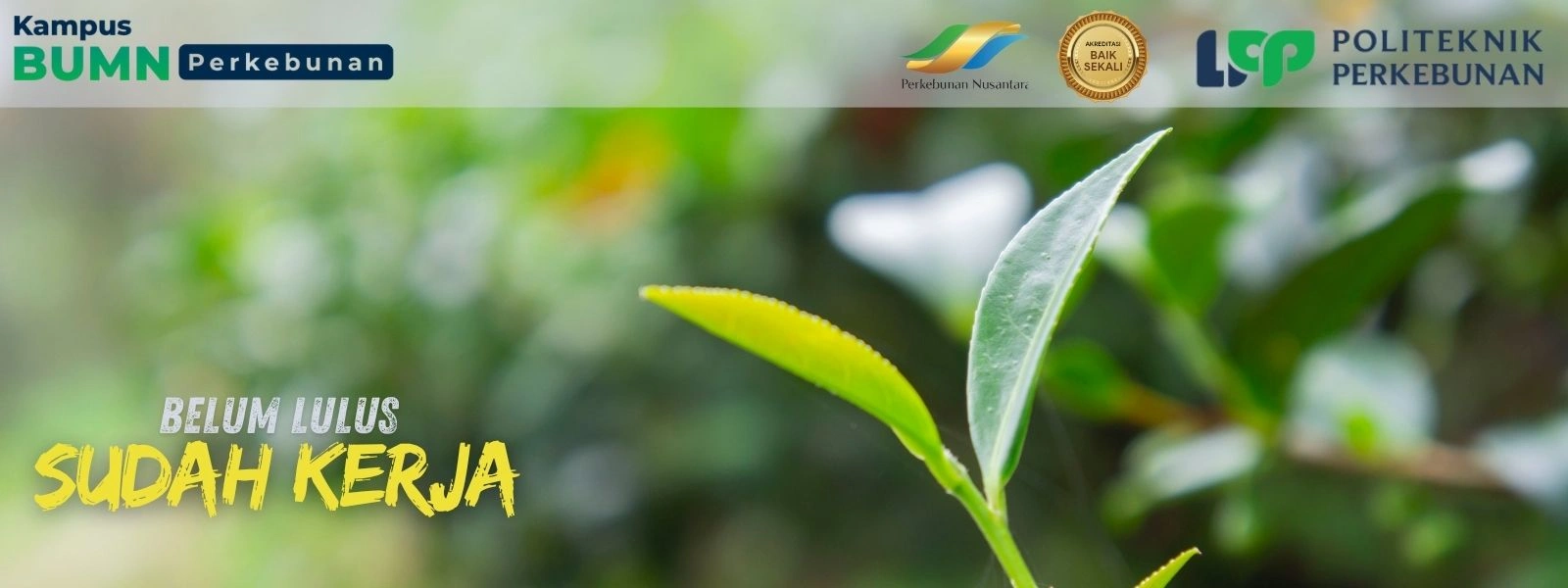 Kampus perkebunan terbaik 2026: Cek daftar universitas unggulan jurusan agroteknologi dan kelapa sawit yang memiliki koneksi industri kuat.