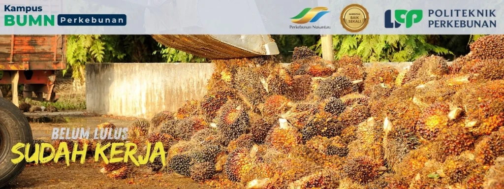 Budidaya tanaman kelapa sawit: pemilihan bibit unggul, teknis penanaman, hingga pemeliharaan untuk hasil panen TBS melimpah dan berkualitas.